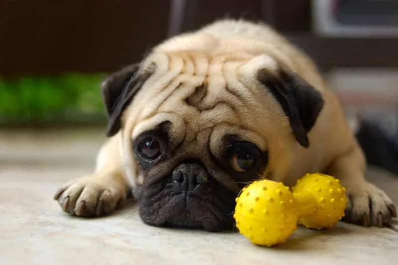 What You Need to Know About Getting Your Dog Neutered or Spayed
