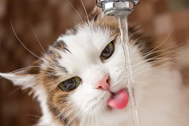 Why Won't My Cat Drink Water?
