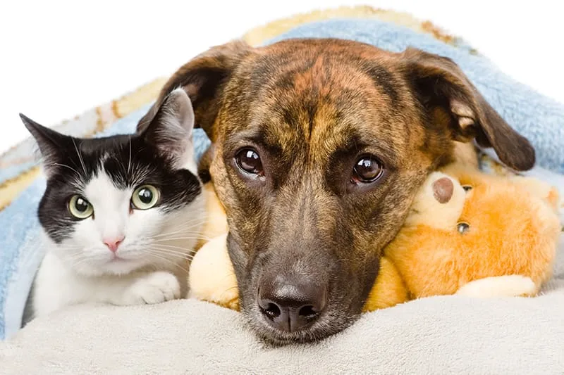 How often should I take my pet to the vet?
