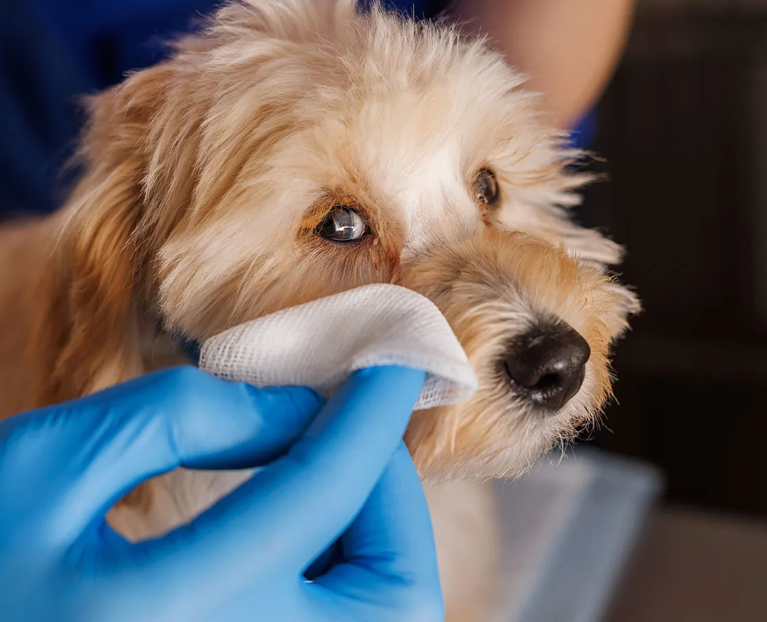 veterinary ophthalmolgy small fluffy puppy getting eye wiped