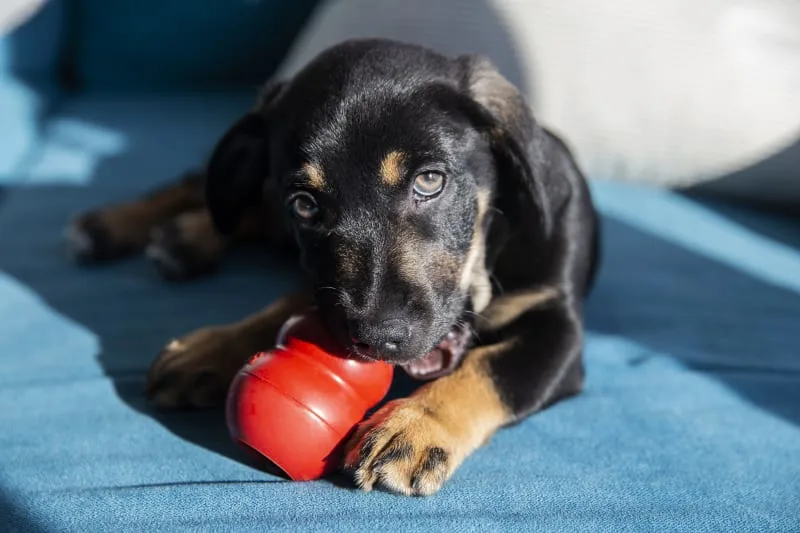 Puppy Teething: Tips & Tricks