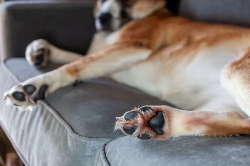 What To Do If Your Dog Has a Cut Paw Pad