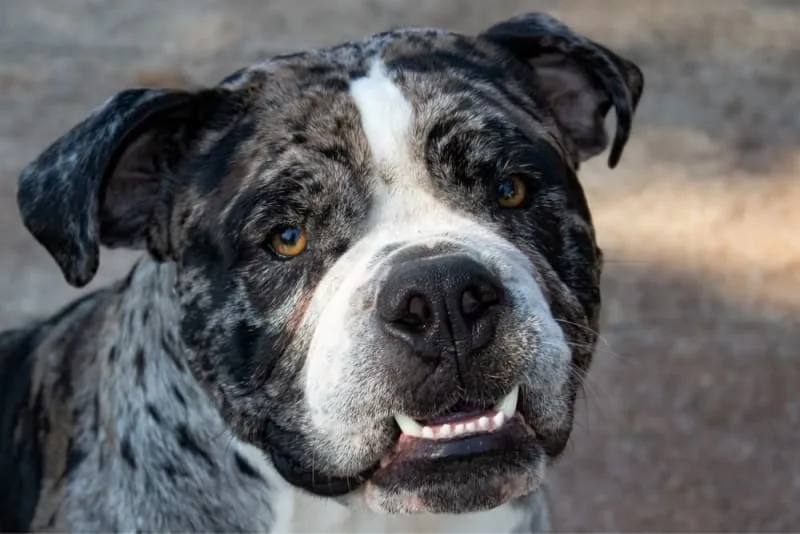 Malocclusions in Dogs