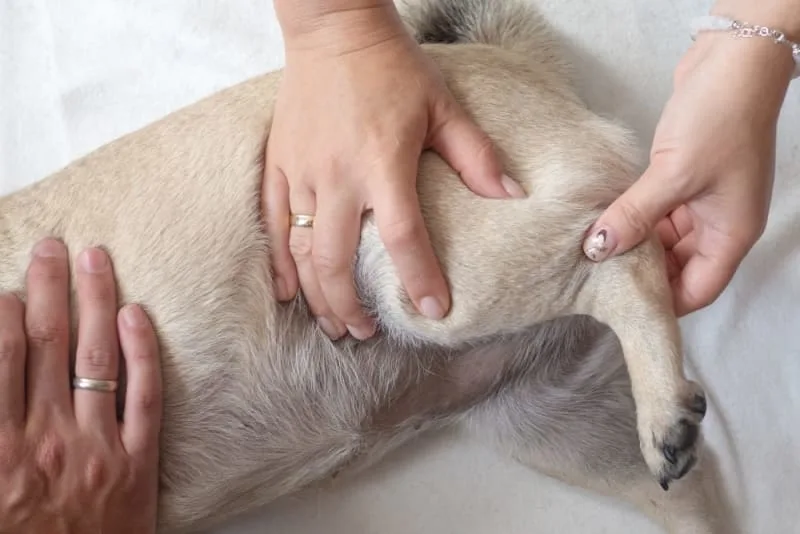 ACL in Dogs