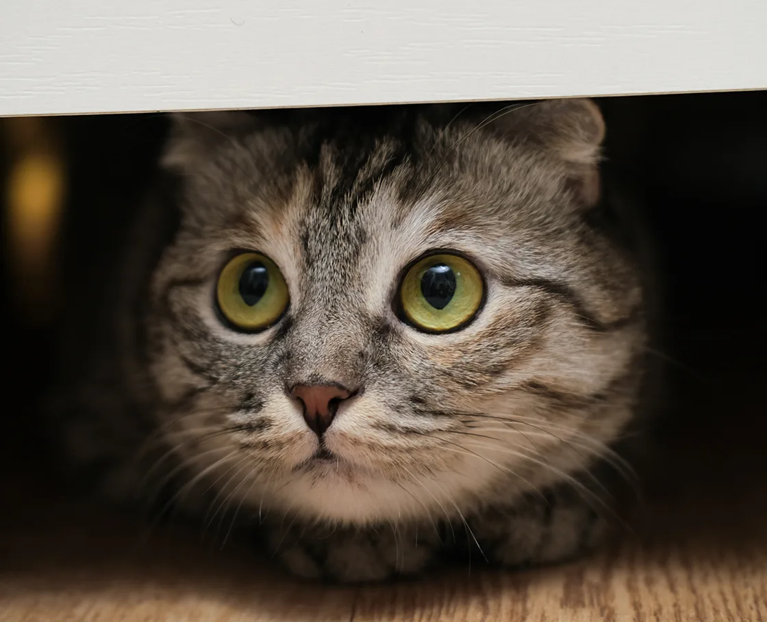 British cat under a shelf