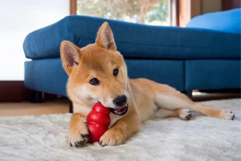 Teething Puppies: Tips & Tricks
