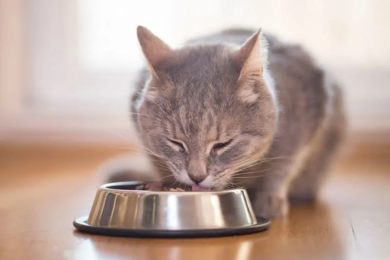 Diet for Cats With Hyperthyroidism