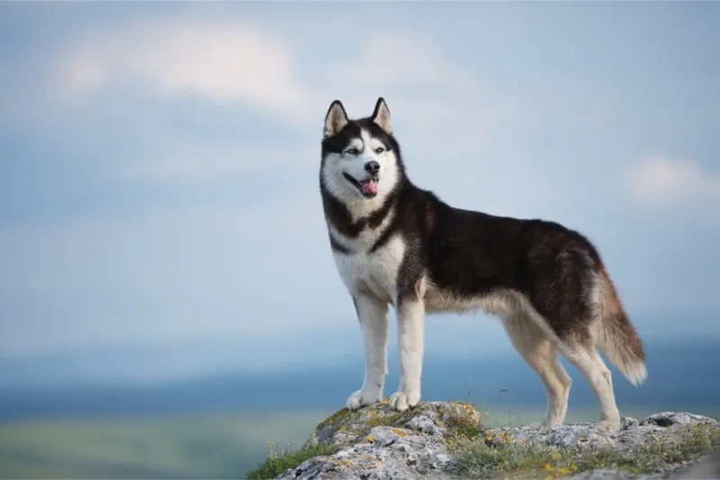 Broken Bones: When Your Dog May Need Surgery