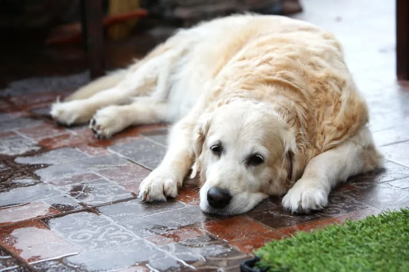 Dog Intestinal Blockage Surgery