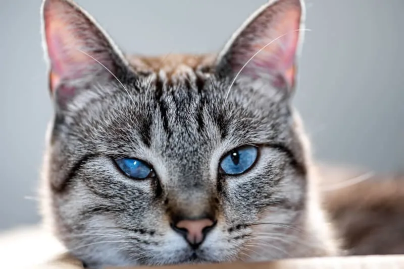 Cataracts in Cats