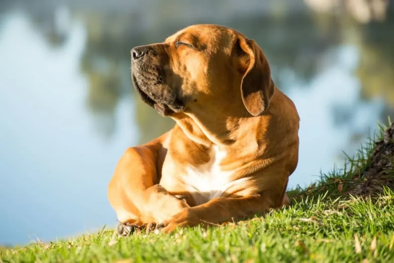 Heatstroke in Dogs
