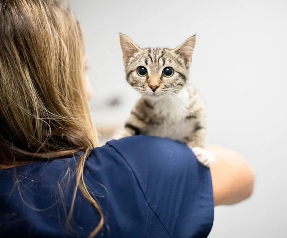 A small tabby kitten with a white chest perches alertly on the shoulder of a person in blue scrubs, looking directly at the camera