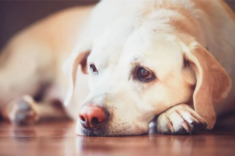 Managing Chronic Pain in Dogs
