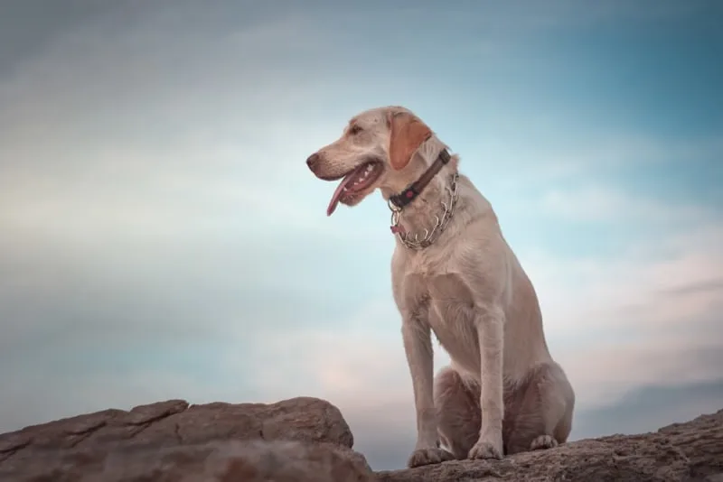 Inflammatory Bowel Disease (IBD) in Dogs
