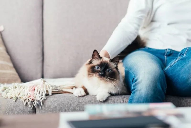 Bladder Stones in Cats