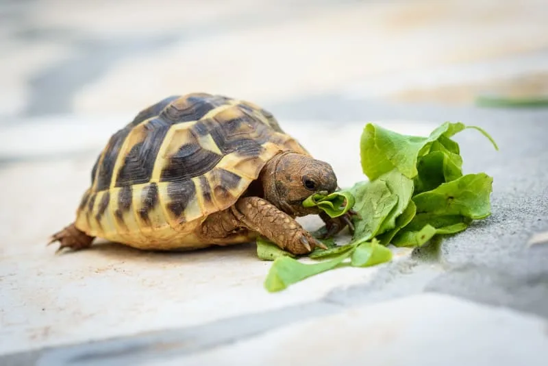 Best Reptile Pets For Novice & Beginner Keepers