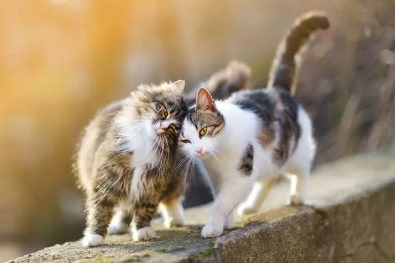 Does My Indoor Cat Need a Friend?