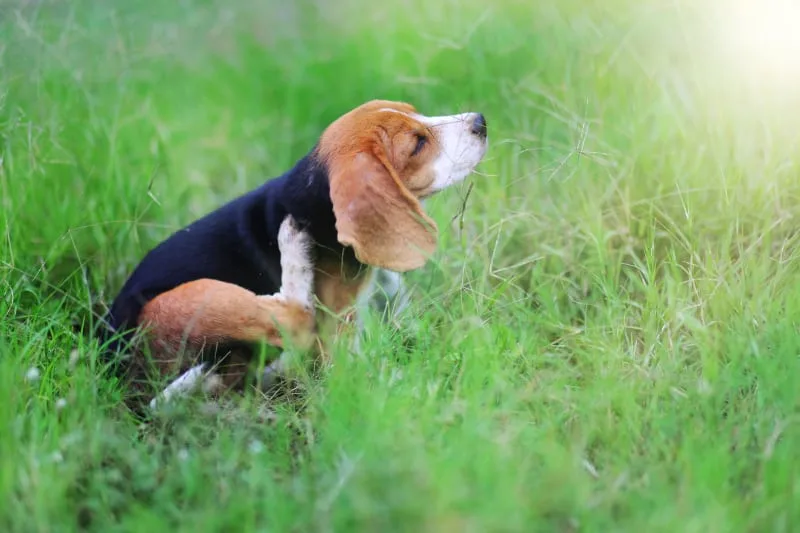 How to Prevent Parasites in Dogs