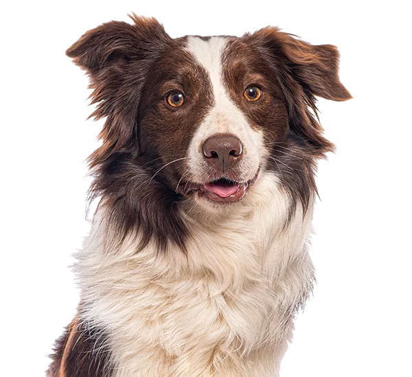 A brown-and-white Border Collie with amber eyes, smiling at the camera.