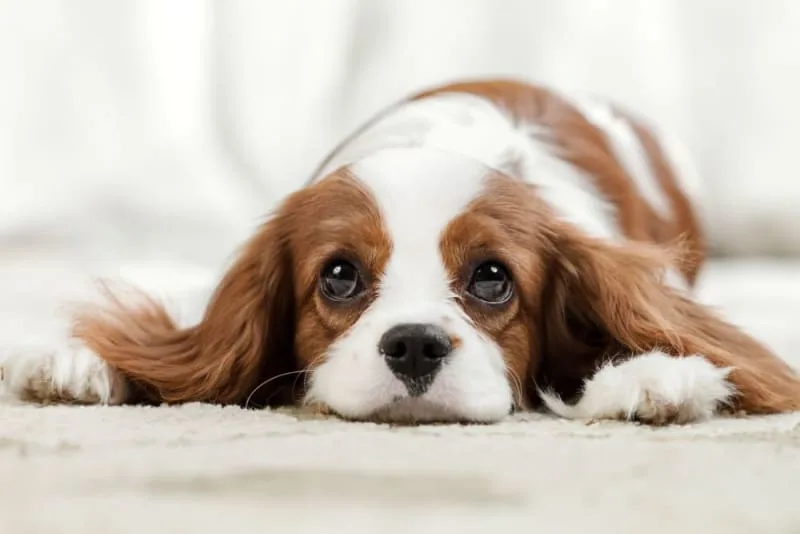 Blood in Dog's Stool: Is It an Emergency?