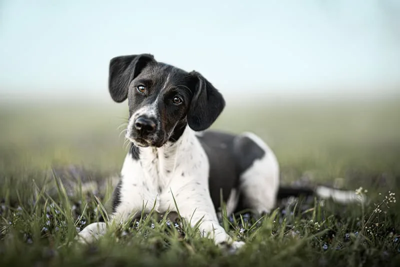 Tick-Borne Diseases in Dogs
