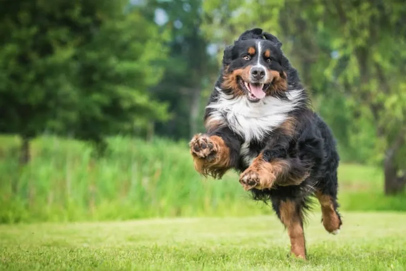Common Illnesses In Dogs