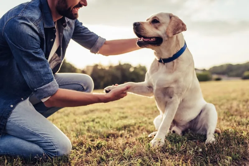 Fun Dog Facts For Kids
