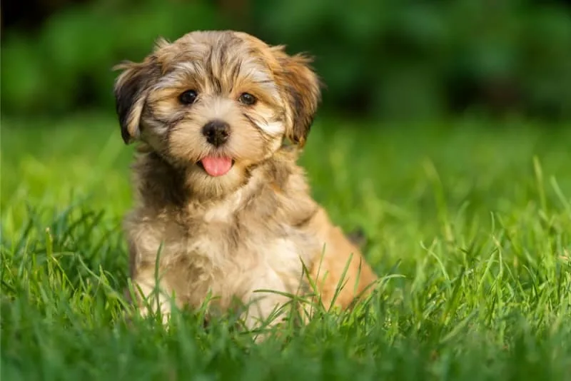 What Is Whipworm In Dogs? Causes, Treatment & Prevention