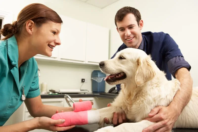 Caring For Your Dog After Surgery