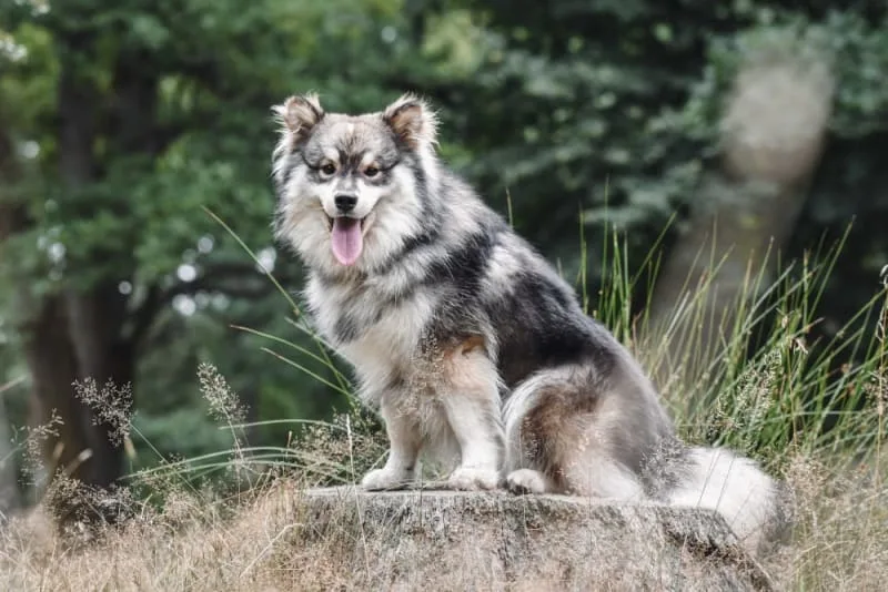 C-Sections for Dogs