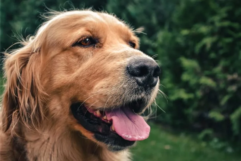 Bad Breath in Dogs: Causes & Remedies