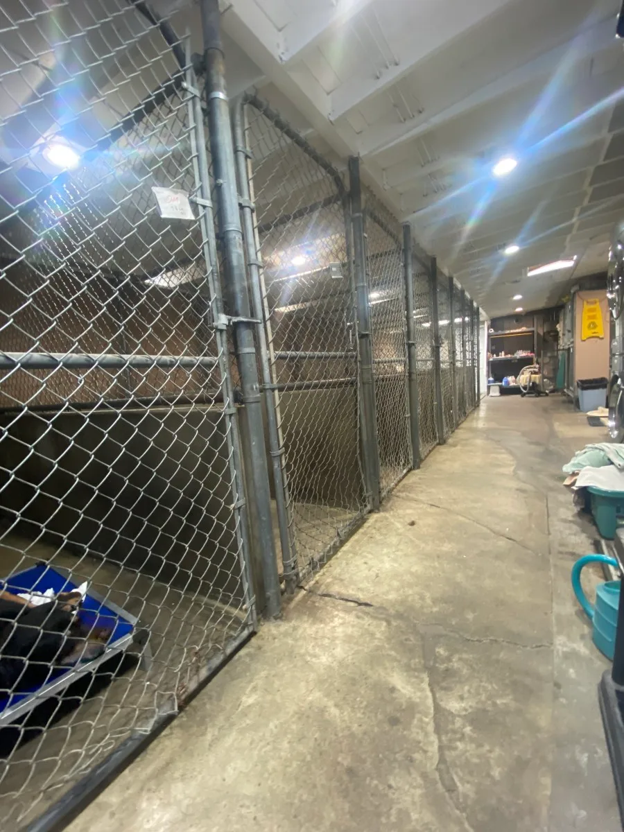 Dog Boarding Runs