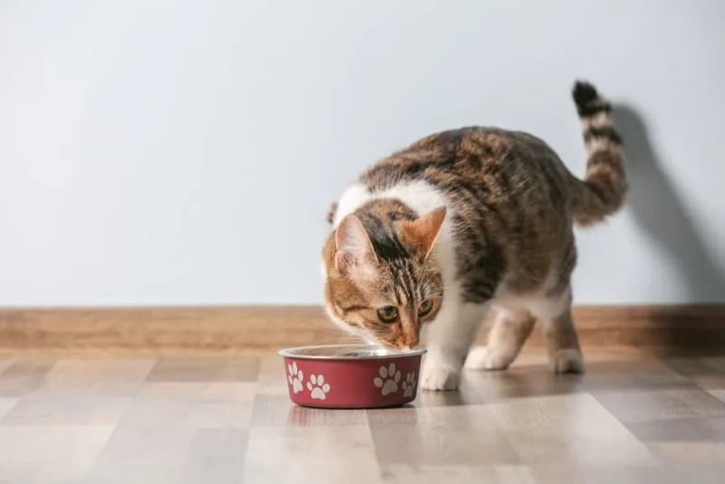 My Cat Won't Eat: When to Seek Emergency Care