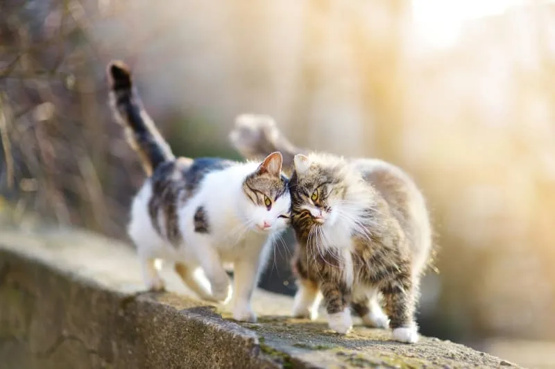 Should I microchip my cat?