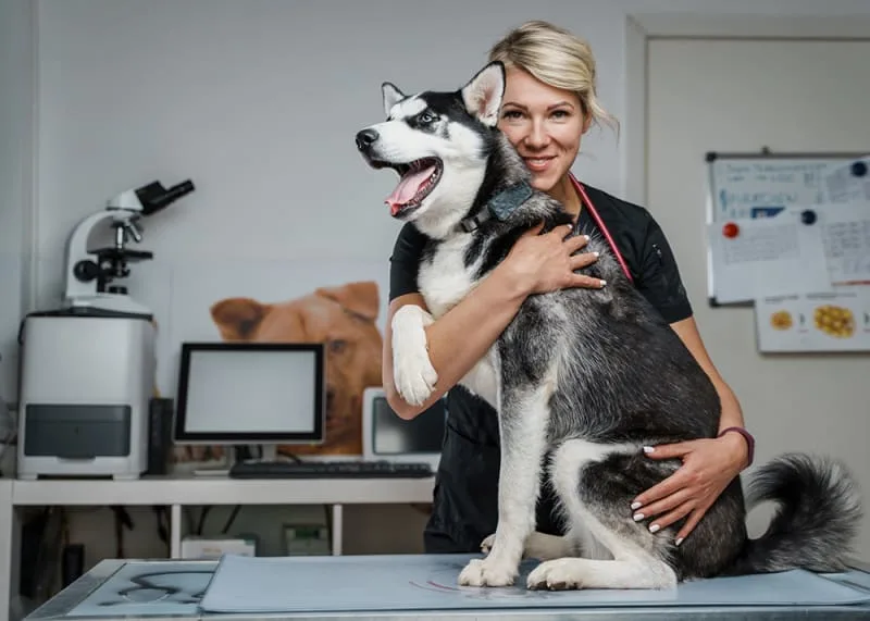 How do I find a veterinarian for my pet?