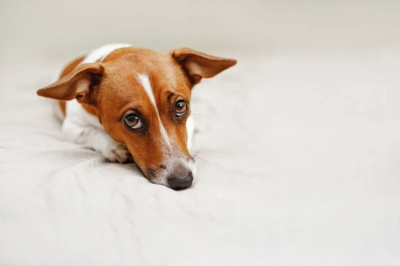 Diarrhea in dogs