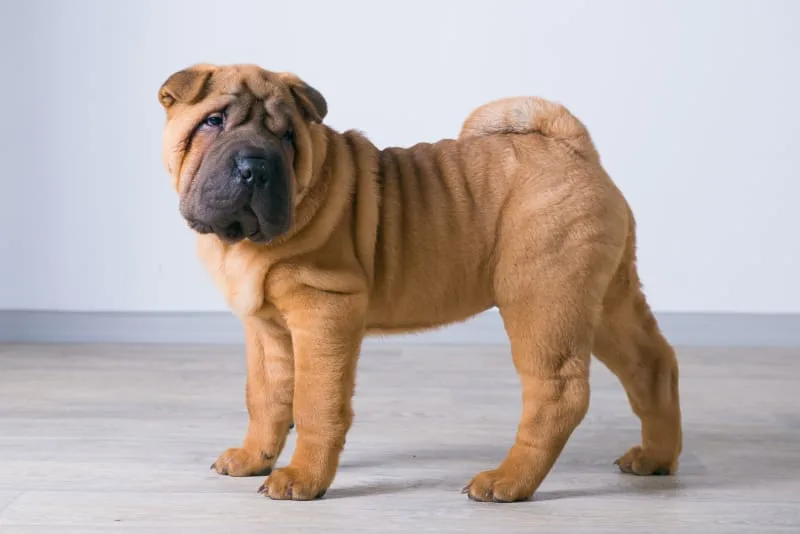 Dog Skin Allergies