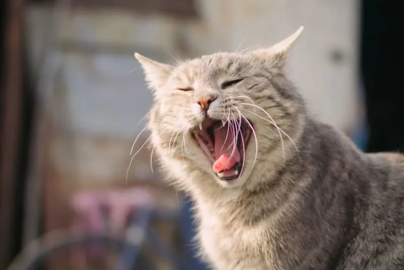 Why does my cat's breath smell bad?