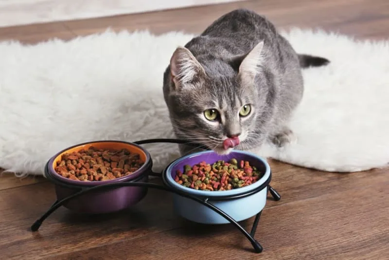 Diet for Cats with Hyperthyroidism