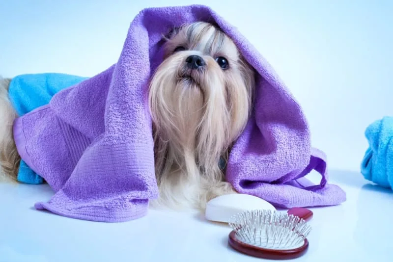 How to Keep a Dog Calm While Grooming?