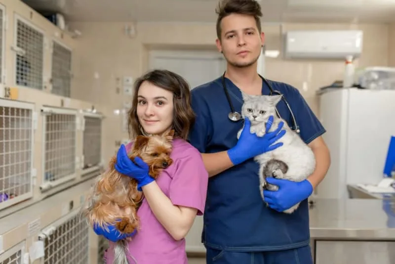 Types of Diagnostic Tests for Pets