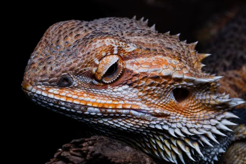 The Bearded Dragon's Diet: What Can They Eat?