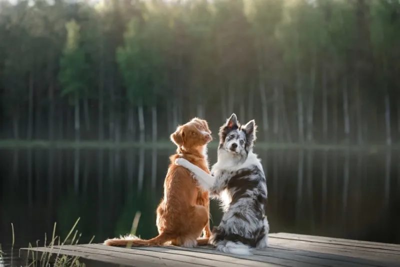 Introducing A Second Dog