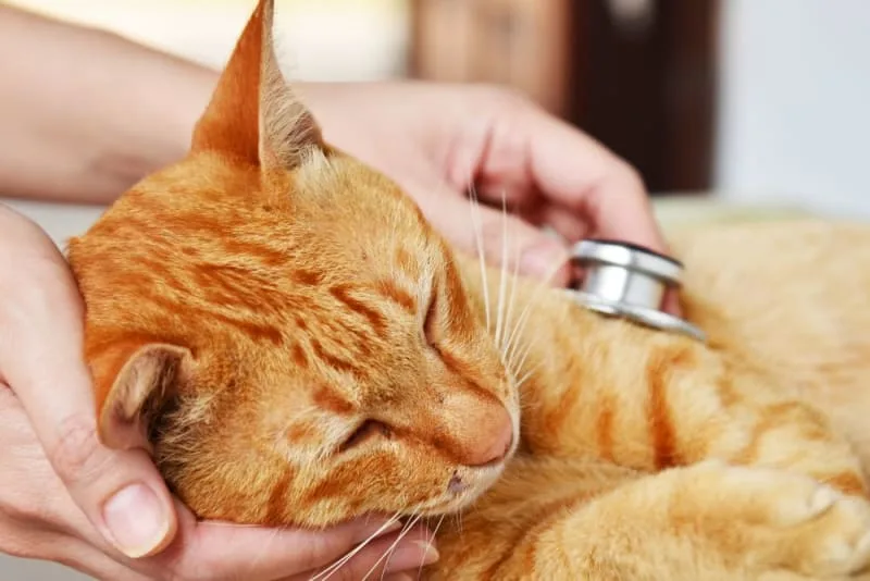 What is Lymphoma in Cats and How is it Treated?