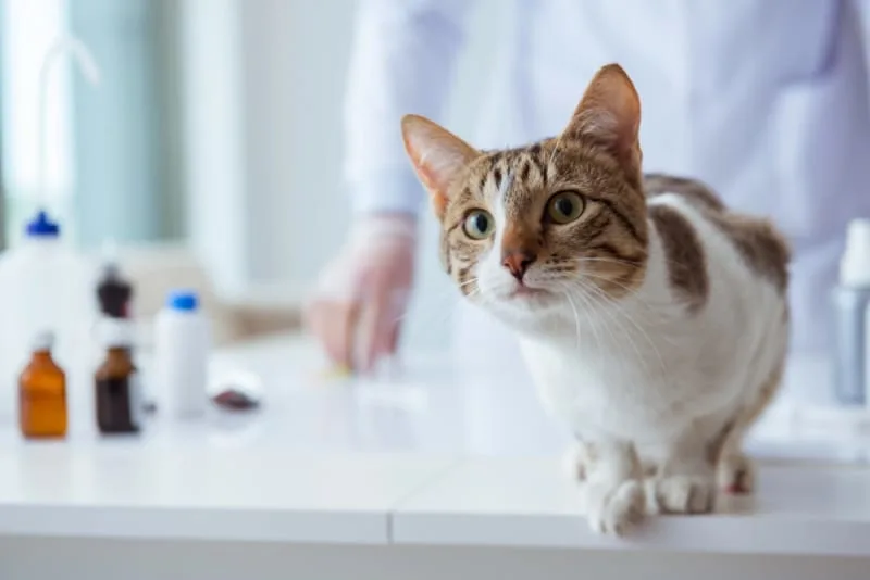 Cat & Kitten Vaccination Schedule