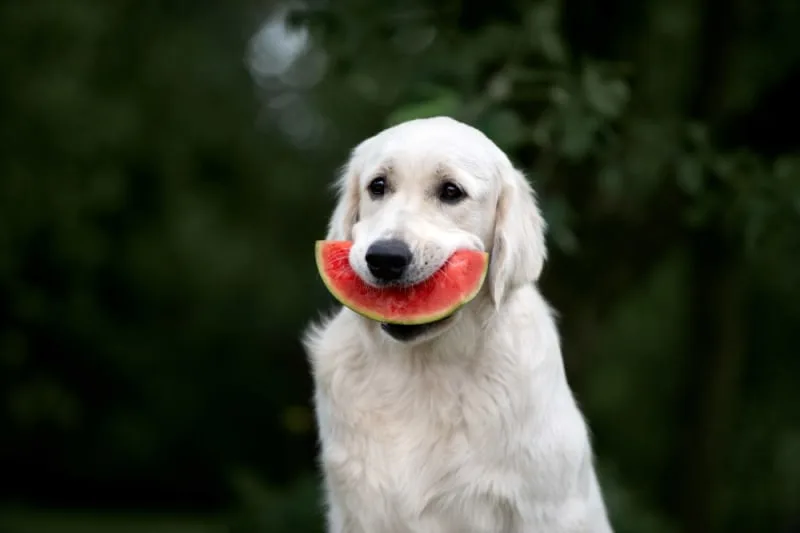 Golden Retriever holding a slice of watermelon in its mouth, looking like it’s smiling.