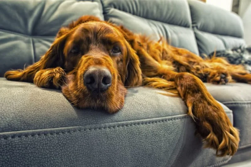 Diabetes in Dogs: Everything You Should Know