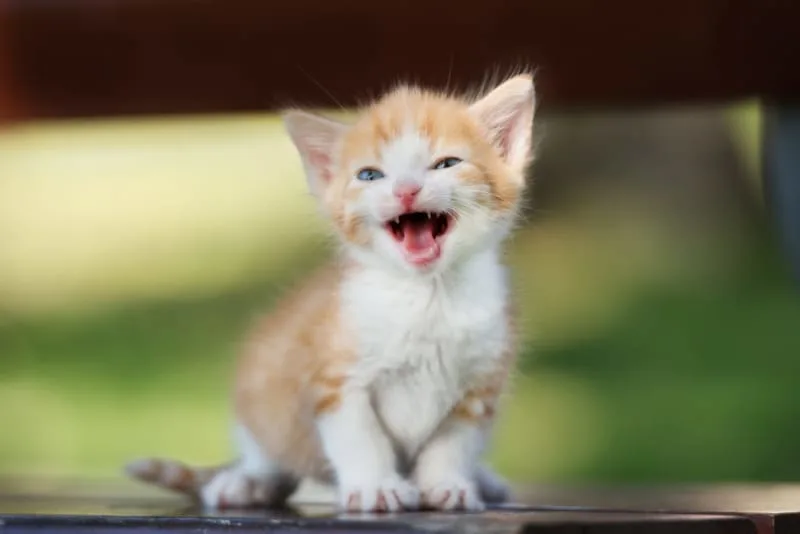 Signs Your Kitten Is Teething and What to Do