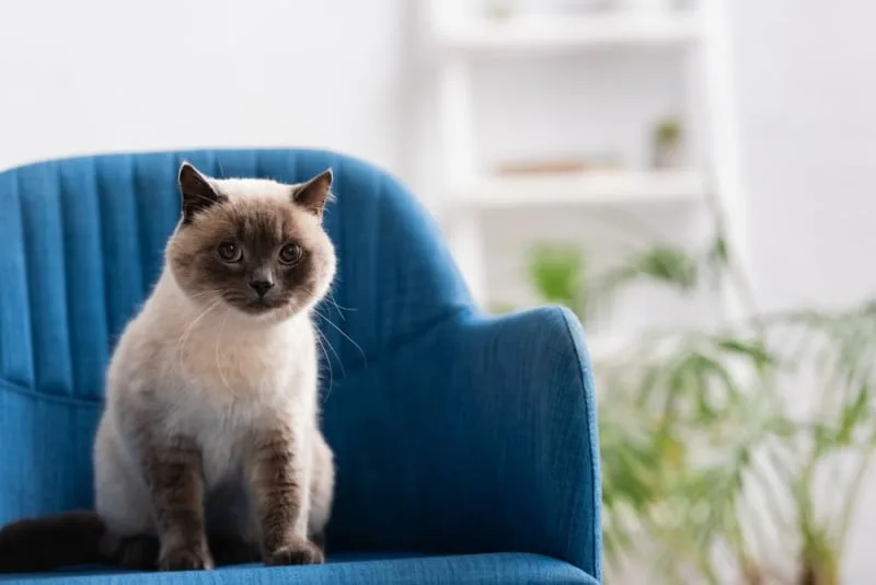 Diarrhea in Cats: Common Causes & When It's Serious