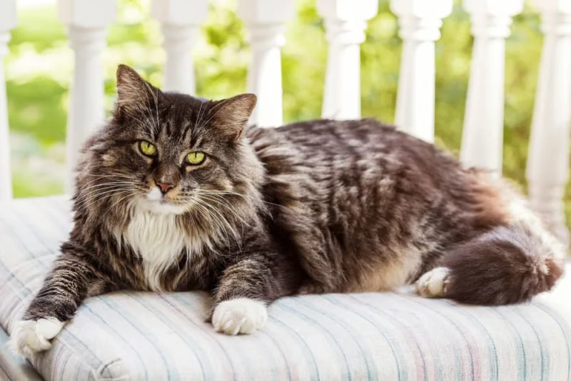 Signs That Your Cat May Be Overweight & What To Do